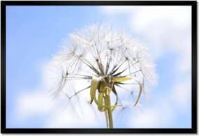 Poszterek keretben 60x40 Pitypang Virág Virágok
