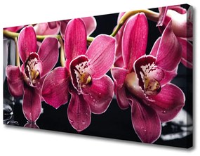 Vászonfotó Orchidea Virág Nature Rügyek 100x50 cm