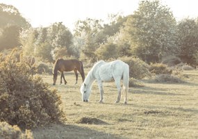 Poszter 66,5x46,5cm Lovak New Forestben, Assaf Frank