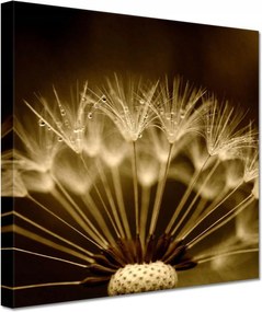 Vászonkép 60x60 Pitypang Virág Virágok