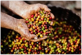 Poszterek 120x80 Kávé szett Kávé