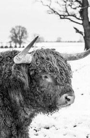 Poszter 53x81cm Hegyi tehén, Assaf Frank