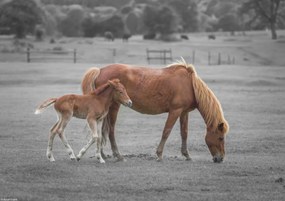 Poszter 29,7x21cm Ló és csikó, Assaf Frank