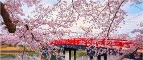 Kép - Hirosaki, Japán (120x50 cm)