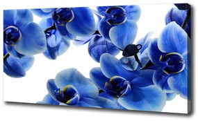 Vászonkép nyomtatás Kék orchidea oc-108719239