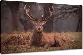 Vászonkép 120x70 Szarvas felszarvazott