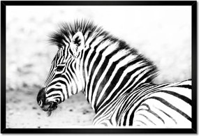 Poszter keretben 60x40 Zebra csíkos