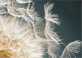 Fotótapéta Fali tapéta Hálószoba Nappali Pitypang könnyedség 208x146