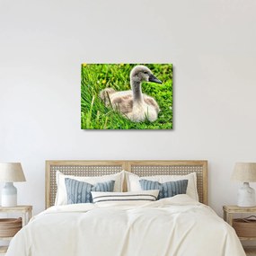 Kép - kis hattyú a fűben (70x50 cm)