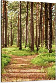 Vászonkép Ösvény az erdőben Fák Természet 60x90 cm
