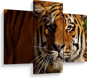 Tigris képe (90x60 cm)
