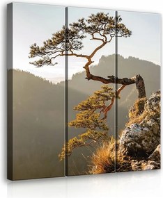 Vászonkép 90x100 Fenyő szikla hegyek természet tartósság örökkévaló nyugalom
