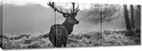 Vászonkép 150x50 Szarvas a rikkancson