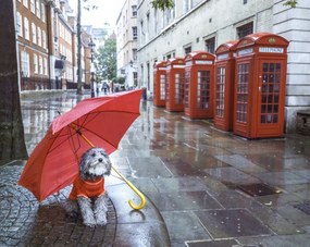 Poszter 76x60,5cm Kutya esernyővel a londoni utcában, Assaf Frank