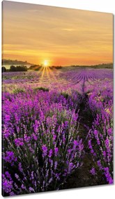 Vászonkép 80x120 Levendula naplemente