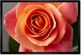 Poszter keretben 60x40 Rózsa Virág Virágok Rózsa