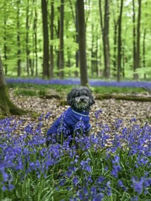 Poszter 30x40cm Kutya az erdőben kék csengettyűkkel körülvéve, Assaf Frank