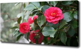Canvas falikép Kamélia 100x70 cm