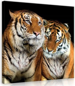 Vászonkép 40x40 Tigris pár vad természet fenség nyugalom erő közelség