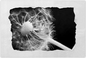 Poszterek 120x80 Pitypang Virág Virágok