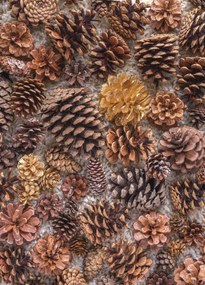 Poszter 39,5x55cm Fenyőtobozok, Assaf Frank