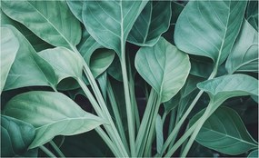 Flizelin tapéta Flizelin falikép Prémium zöld természet 416x254