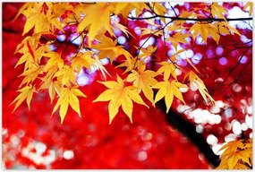 Poszterek 120x80 Sárga őszi levél