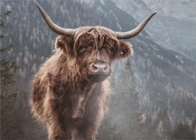 Kép - Highlander tehén (70x50 cm)