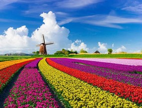 Fotográfia Tulips and Windmills, JacobH