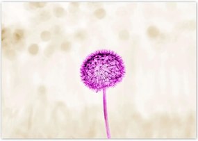 Poszterek 100x70 Lila pitypang