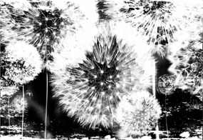 3D fotótapéta pitypang fotótapéta 416 x 254