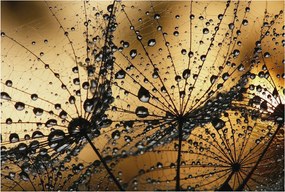 Divatos Flizelin Tapéta 3D Fali Ragasztó Finom cseppek 104x70 Ragasztó