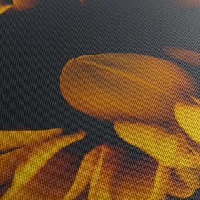 Kép - Napraforgó fekete háttérben (120x50 cm)