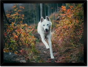 Poszterek keretben 40x30 Kutya Kutyák