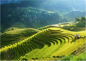 Kép - Rice Terraces koncert (70x50 cm)