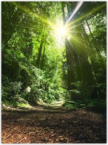 Poszterek 100x135 Varázslatos erdő Tájkép