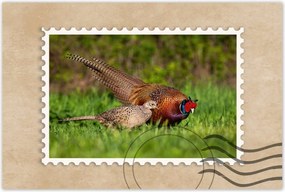 Poszterek 90x60 Fácán család Madarak