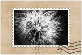 Poszterek 120x80 Pitypang Virág Virágok