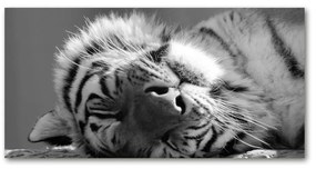 Akrilkép Alvó tigris oah-125000206