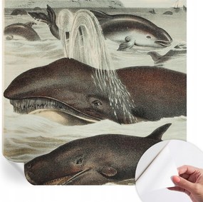 Modern öntapadós fotótapéta Mosható Tengeri lények 250x250 cm