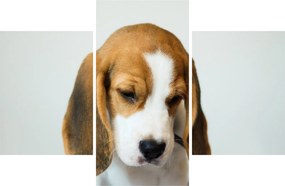 Beagle képe (90x60 cm)