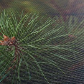 Kép - Fenyőfa részlete (120x50 cm)