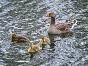 Poszter 40x30cm Lúd az anyukával, Assaf Frank