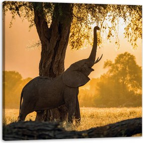Vászonkép Pózoló elefánt szavanna naplemente 50X50 cm