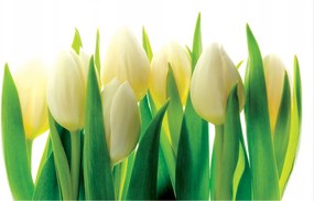Flizelin fotótapéta Fehér tulipánok tavaszi finomság 368x254 +ragasztó