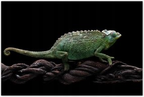 Poszterek 120x80 Hosszú zöld kaméleon