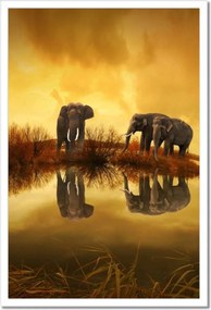 Poszterek keretben 40x60 Elefántok a vízparton