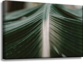 Vászonkép Természet Pálmalevél 60x40