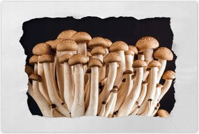 Poszterek 90x60 Gomba az erdőben Közelkép