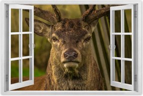 Poszterek 90x60 Szarvas tekintet